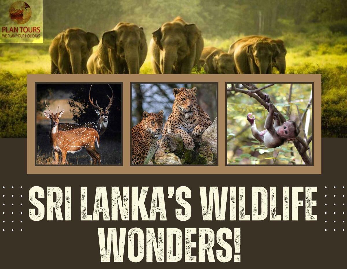5 Nights And 6 Days Tour In Sri Lanka Wildlife Wonders