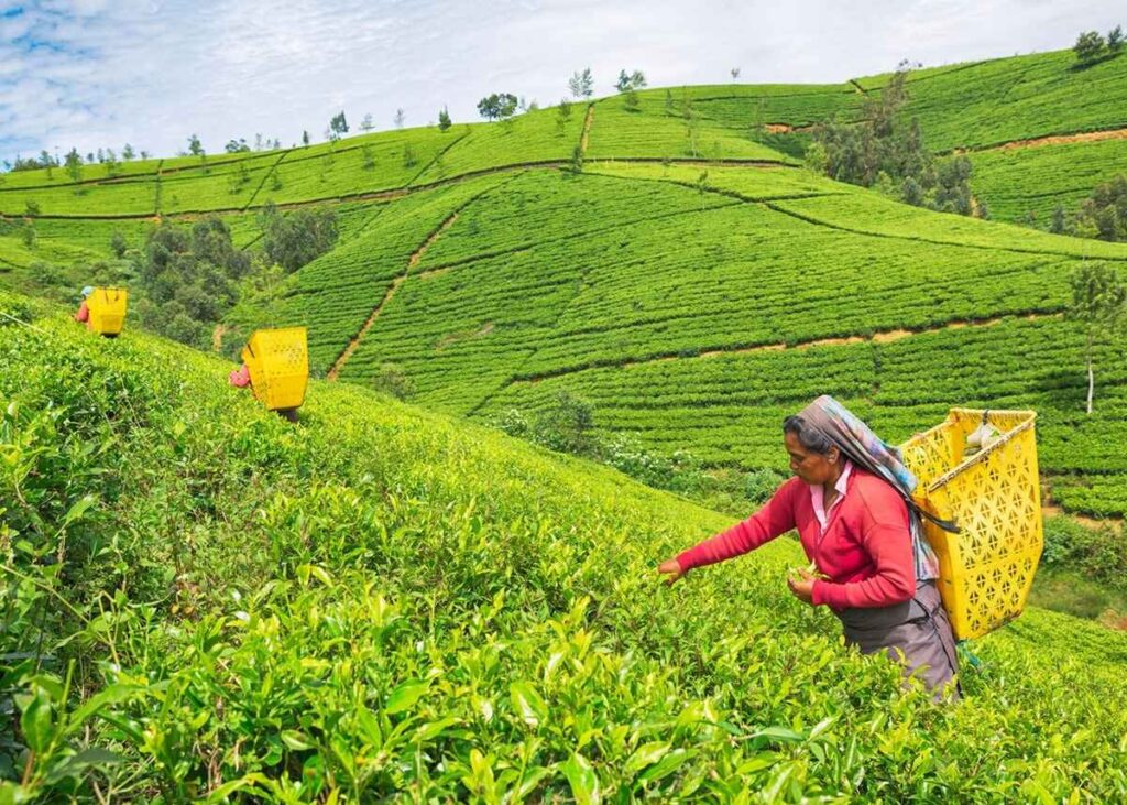 Nuwara Eliya & 04 Nights And 05 Days Sri Lanka Hill Country Tour