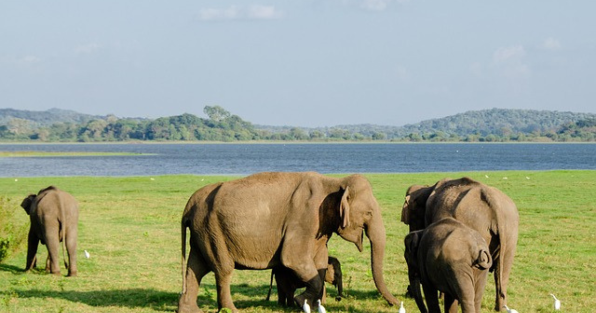 wildlife Safaris & Nature Reserves & How Many Days Are Enough For A Sri Lanka Tour