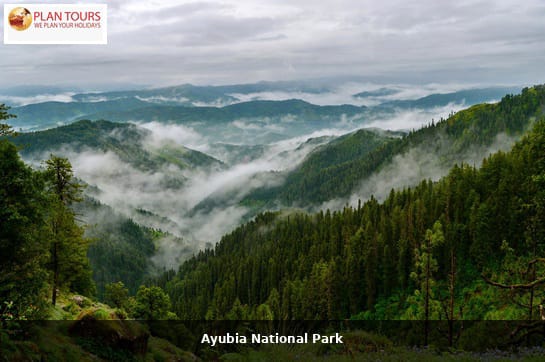 Murree & Ayubia Family Holiday Tour