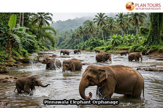 Sri Lanka Highlights Explorer