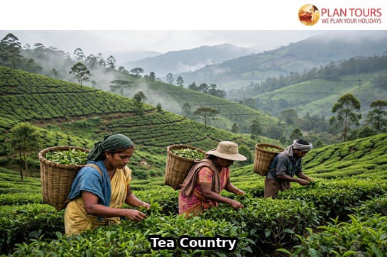 Sri Lanka Highlights Explorer