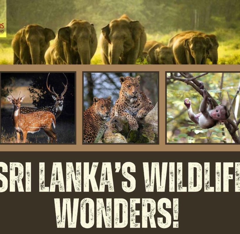 5 Nights And 6 Days Tour In Sri Lanka Wildlife Wonders