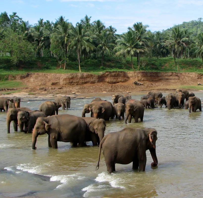 03 Nights And 04 Days Sri Lanka Kingdom Tour